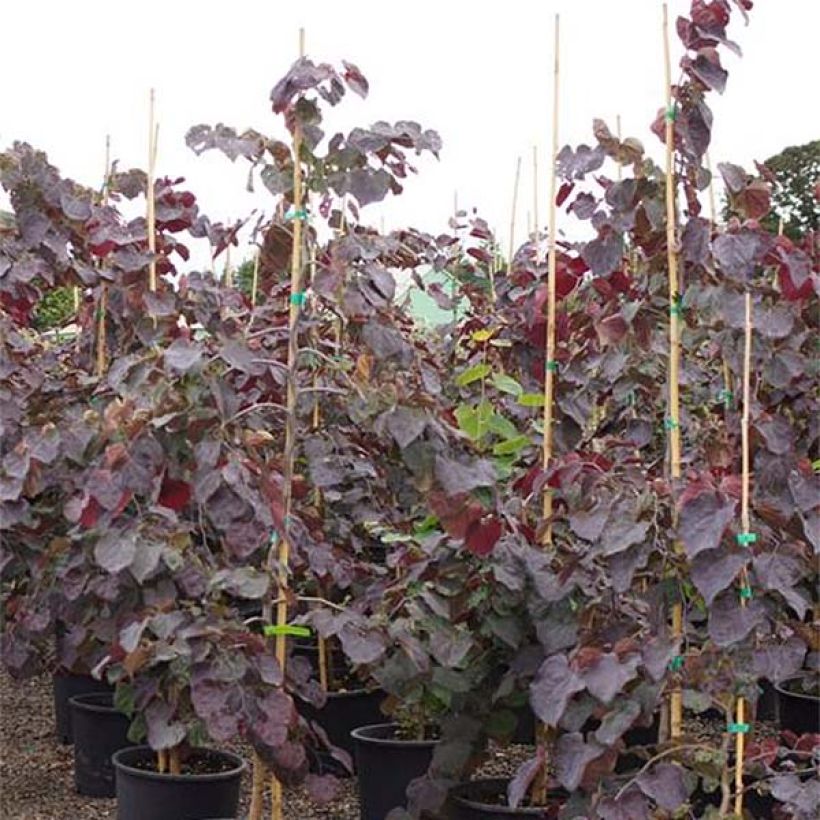 Amerikanjuudaksenpuu Ruby Falls (Plant habit)
