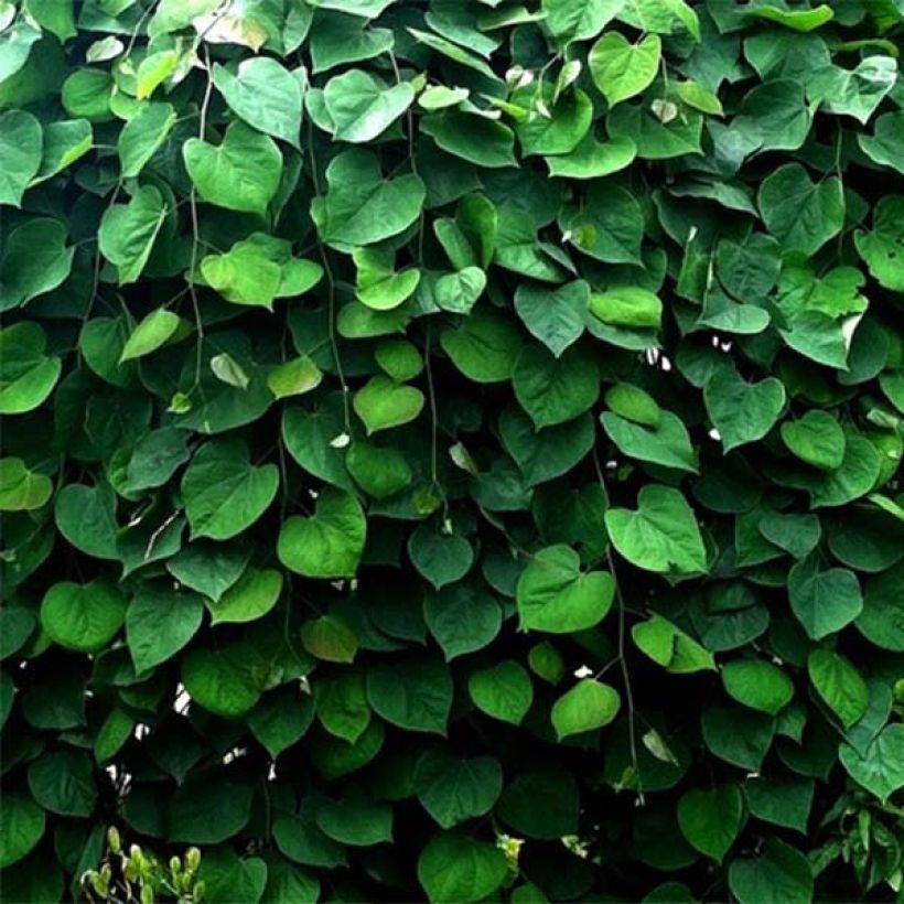 Amerikanjuudaksenpuu Vanilla Twist (Foliage)