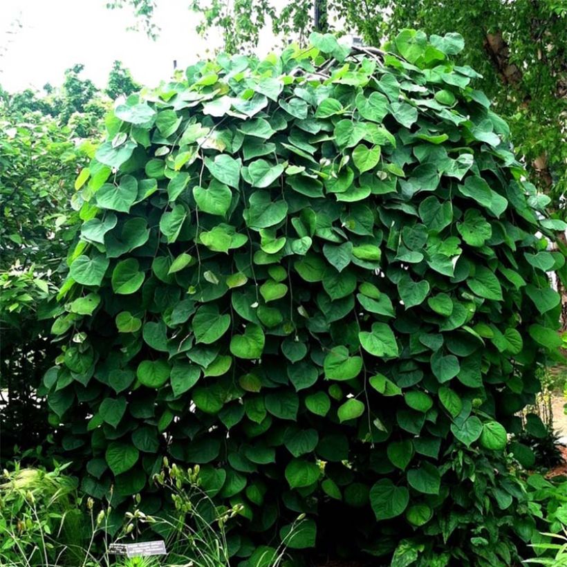 Amerikanjuudaksenpuu Vanilla Twist (Plant habit)