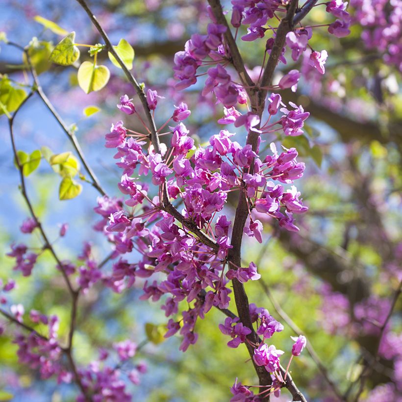 Amerikanjuudaksenpuu - Cercis canadensis (Kukinta)