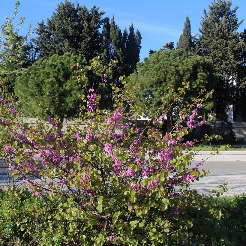 Juudaksenpuu - Cercis siliquastrum (Kasvutapa)
