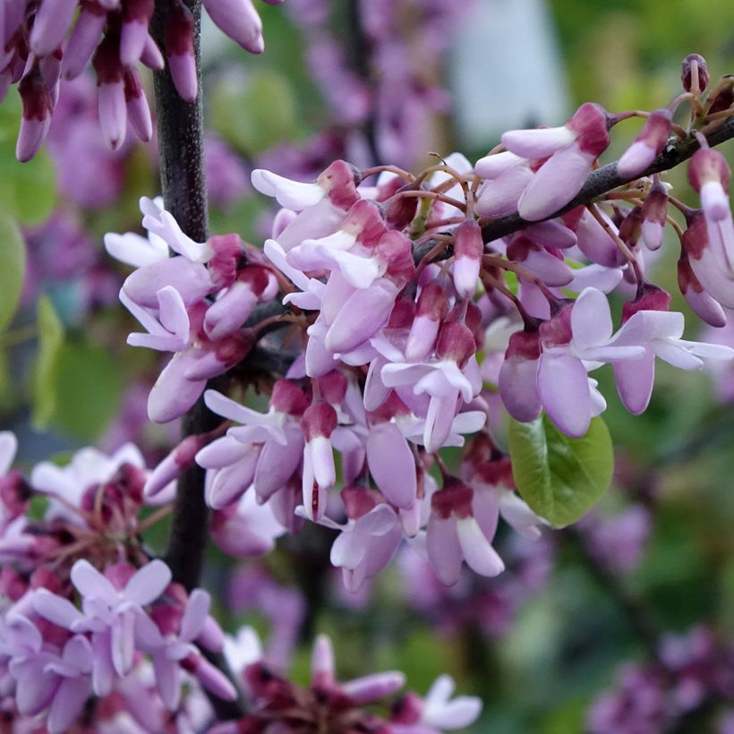 Juudaksenpuu - Cercis siliquastrum (Kukinta)