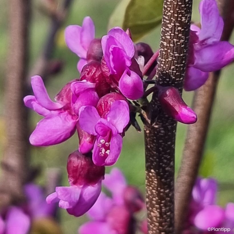 Cercis griffithii Blue Lagoon (Kukinta)