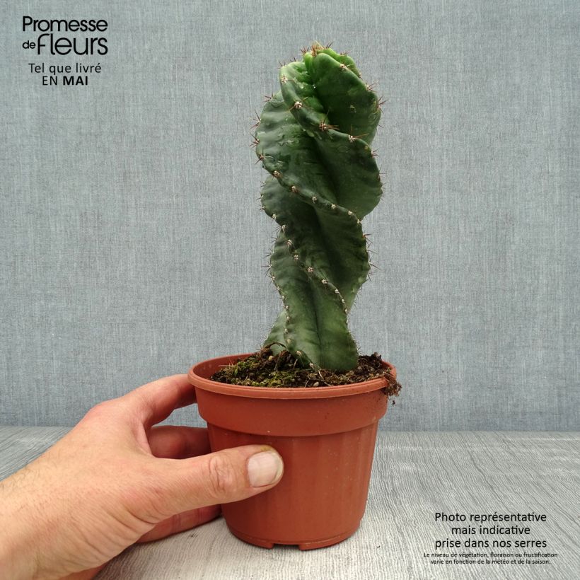 Example of Pylväskaktus Spiralis Pot de 12 cm / 13 cm as you get in printemps