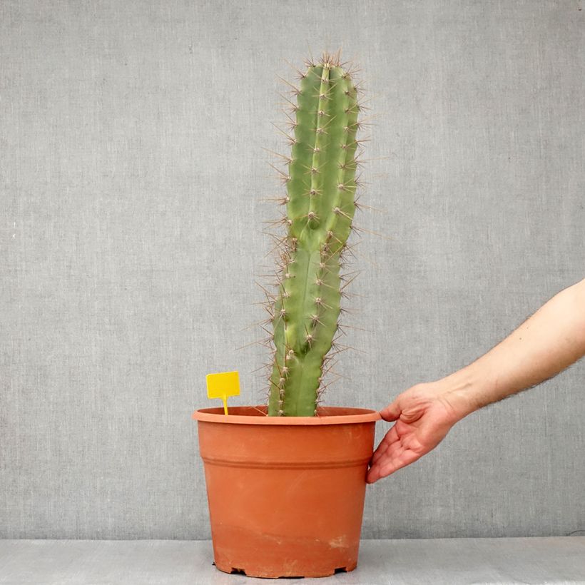 Esimerkki kesällä toimitetusta Cereus peruvianus - Cierge du Pérou Pot de 12L/15L-taimesta