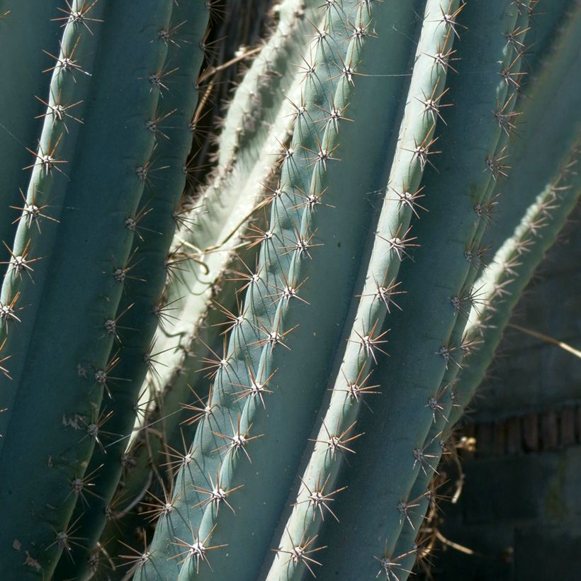 Pylväskaktus - Cereus peruvianus (Lehvistö)