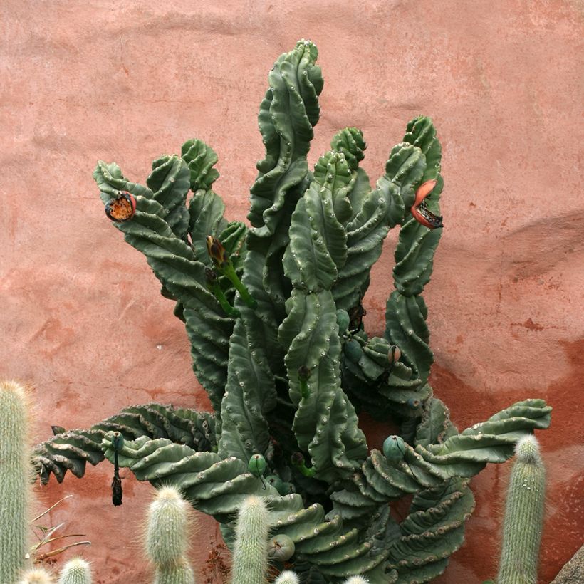 Pylväskaktus Spiralis (Plant habit)