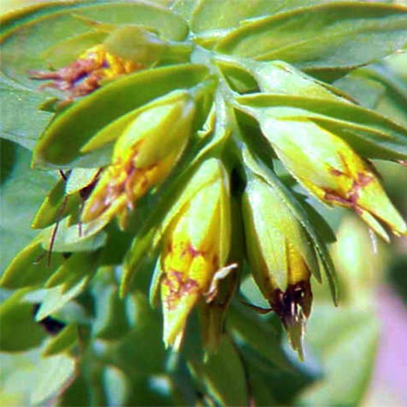 Cerinthe glabra (Kukinta)