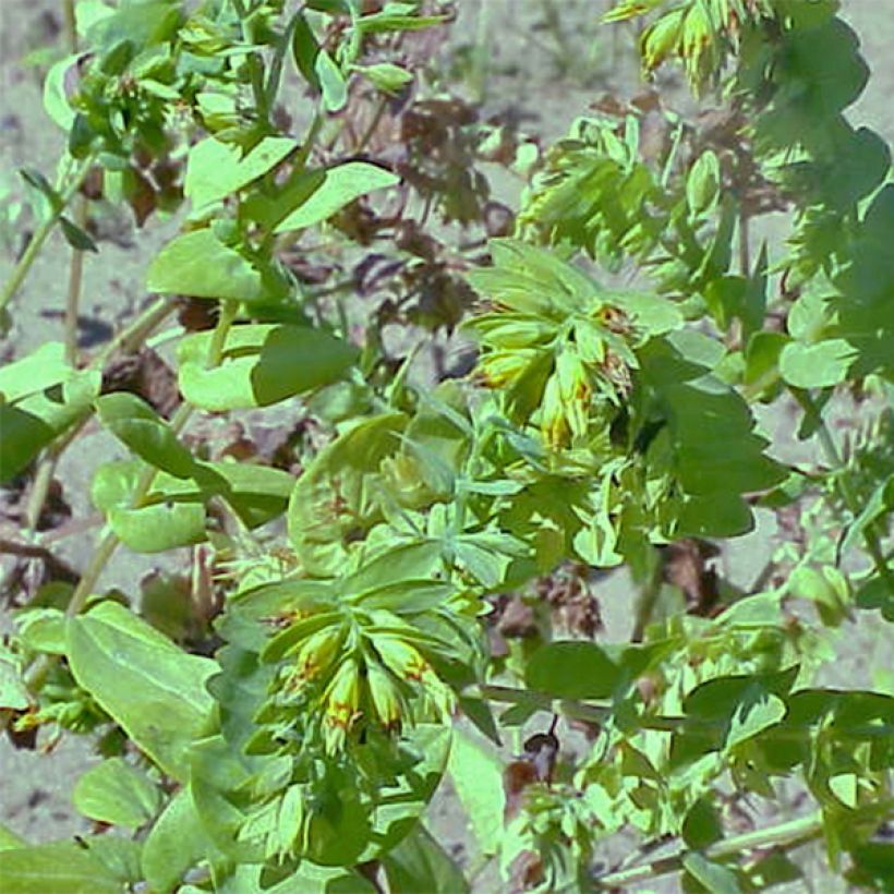 Cerinthe glabra (Kasvutapa)