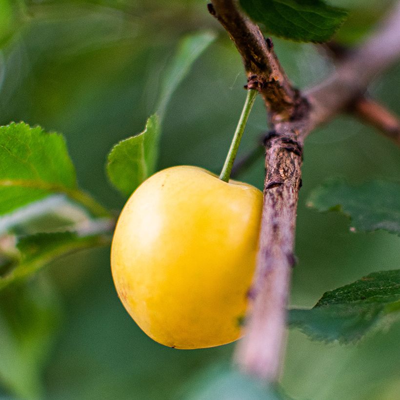 Imeläkirsikka Bigarreau Jaune de Missens luomu (Sadonkorjuu)
