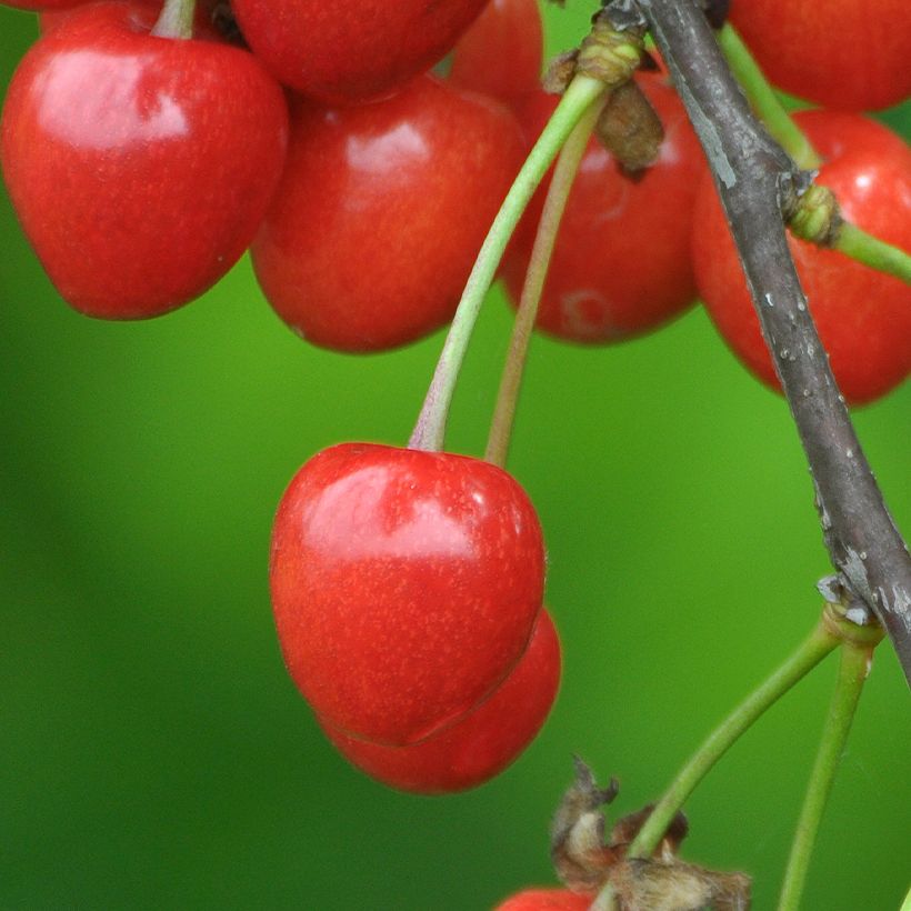 Imeläkirsikka Lapins (Sadonkorjuu)