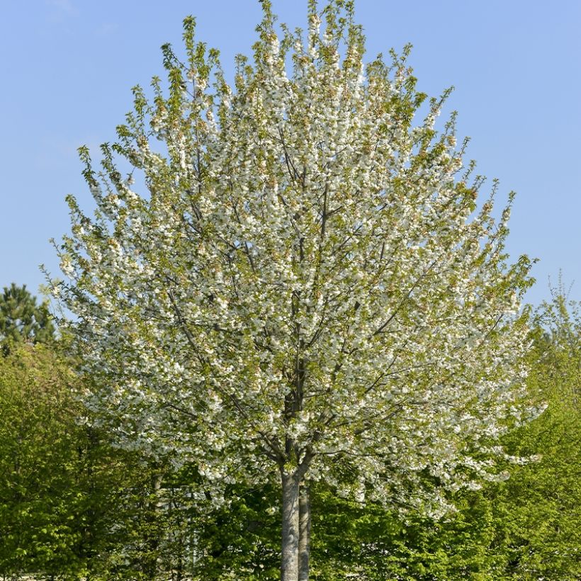 Hapankirsikka Kelleriis 16 (Kasvutapa)