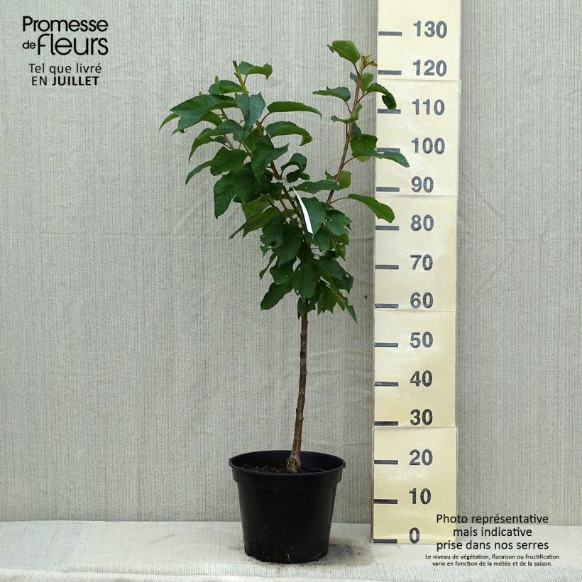 Esimerkki kesällä toimitetusta Cerisier Rainier - Prunus cerasus Pot de 7,5L/10L, Gobelet-taimesta