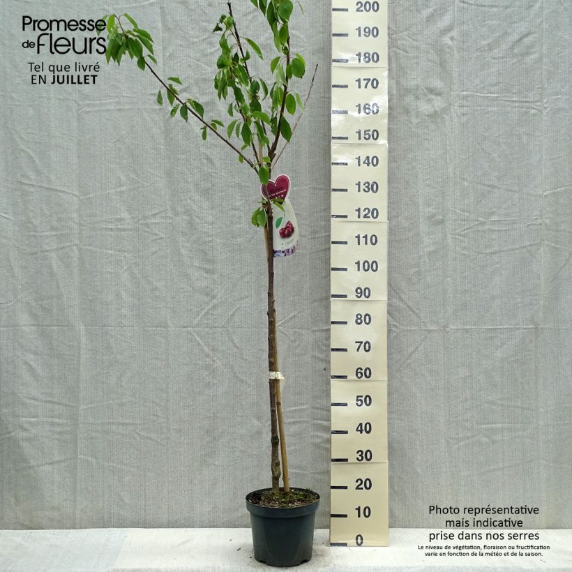 Esimerkki kesällä toimitetusta Cerisier Schneiders Späte Knorpelkirsche - Prunus avium  Pot de 7,5L/10L, Demi-Tige-taimesta