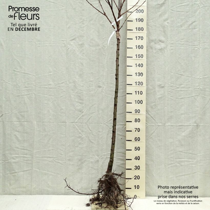 Esimerkki talvella toimitetusta Cerisier Schneiders Späte Knorpelkirsche - Prunus avium  Grandes Racines nues, Demi-Tige-taimesta