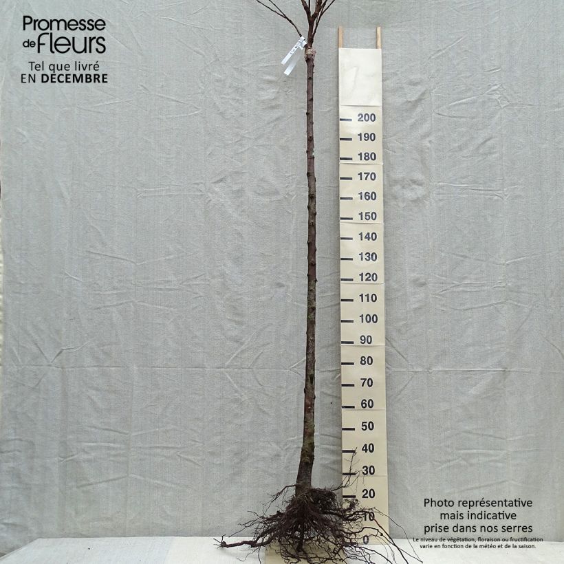 Esimerkki talvella toimitetusta Cerisier Schneiders Späte Knorpelkirsche - Prunus avium  Grandes Racines nues, Gobelet-taimesta