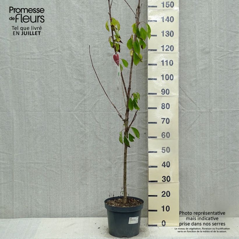 Esimerkki kesällä toimitetusta Cerisier Schneiders Späte Knorpelkirsche - Prunus avium  Pot de 7,5L/10L, Gobelet-taimesta