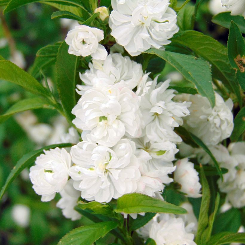 Mantelikirsikka Alba Plena (Kukinta)