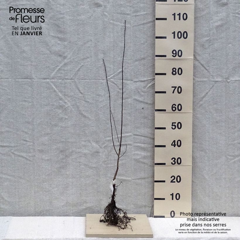 Esimerkki talvella toimitetusta Kirsikkaluumu - Prunus cerasifera Paljasjuurinen-taimesta