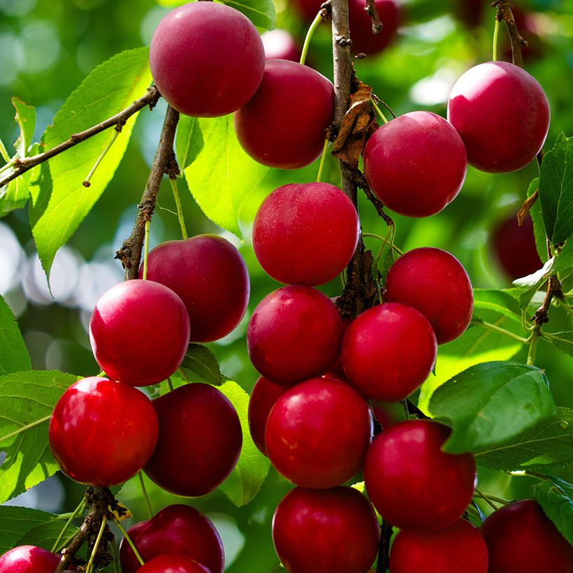 Kirsikkaluumu - Prunus cerasifera (Sadonkorjuu)