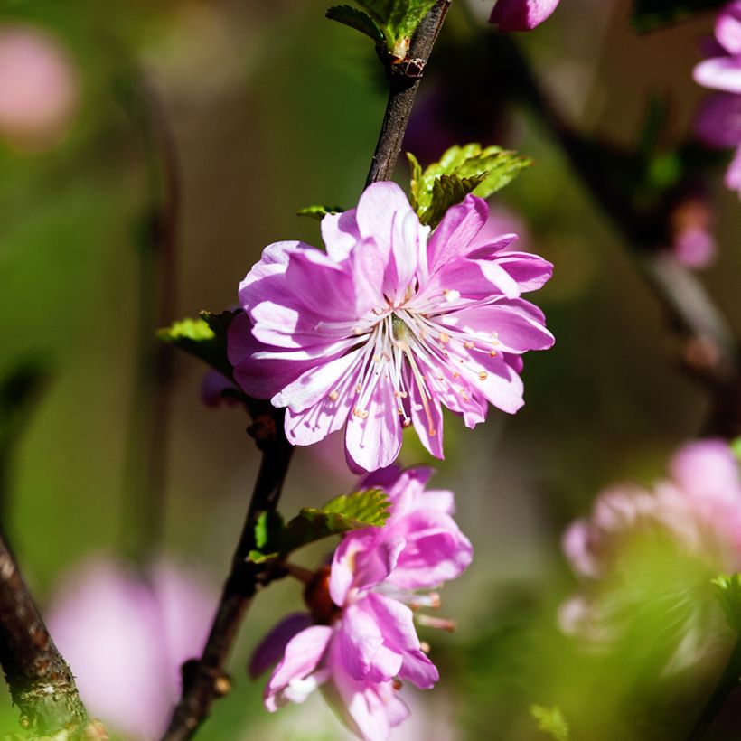 Mantelikirsikka Rosea Plena (Kukinta)