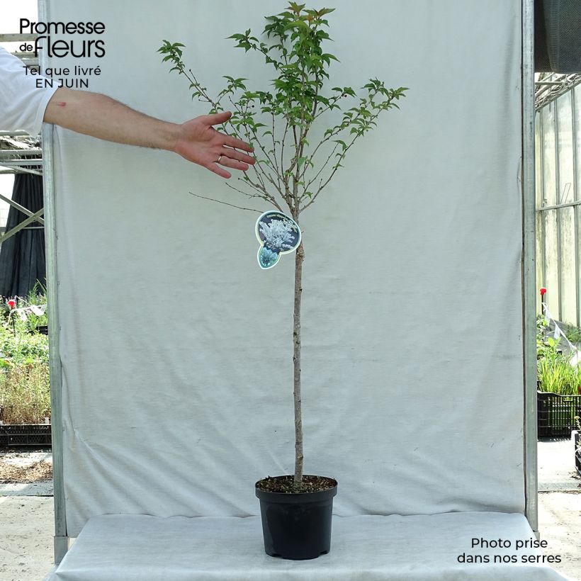 Esimerkki kesällä toimitetusta Kuriilienkirsikka Brillant Pot de 2L/3L-taimesta