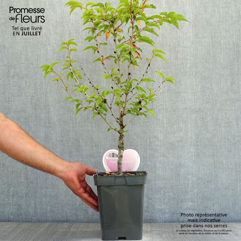 Esimerkki kesällä toimitetusta Kuriilienkirsikka Brillant Pot de 4L/5L, Tige-taimesta