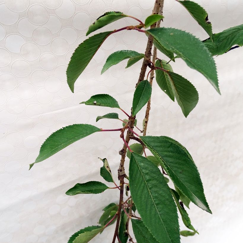 Riippukirsikka Pendula Rubra (Lehvistö)