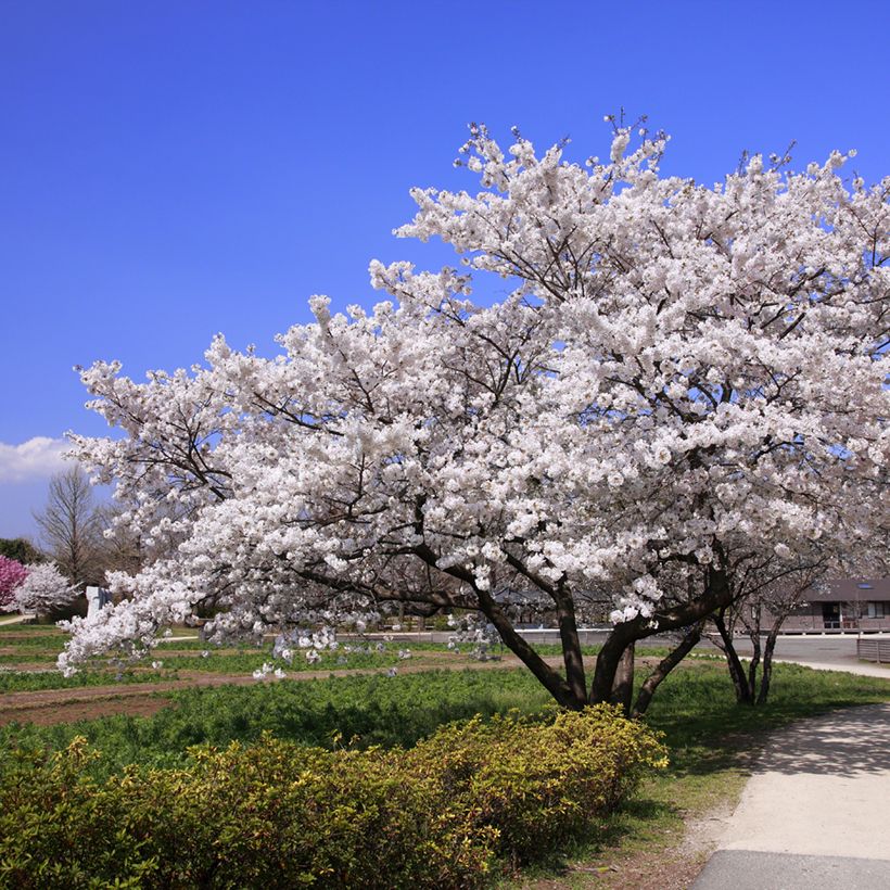 Yoshinonkirsikka - Prunus x yedoensis (Kasvutapa)