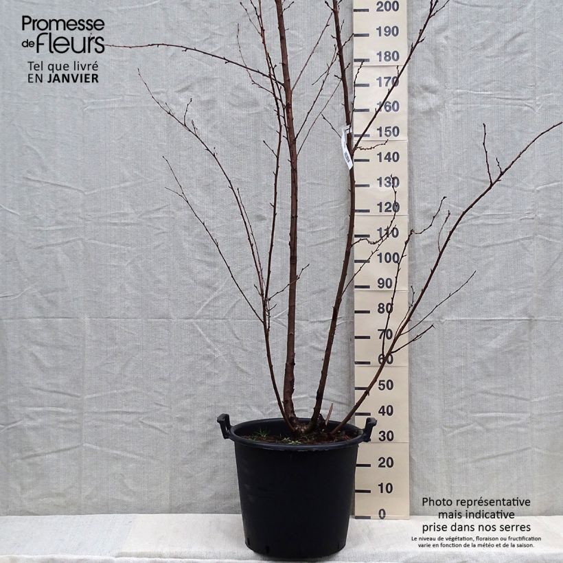 Esimerkki talvella toimitetusta Yoshinonkirsikka - Prunus x yedoensis Pot de 50L/55L-taimesta