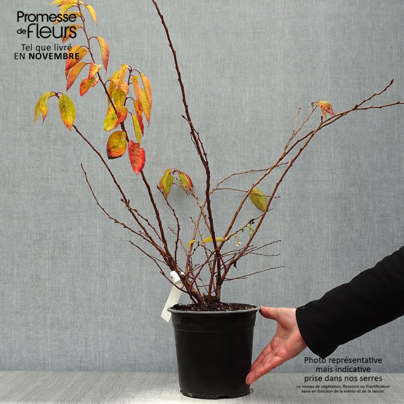 Esimerkki syksyllä toimitetusta Riippukirsikka Autumnalis Rosea 4 litran/5 litran ruukku-taimesta
