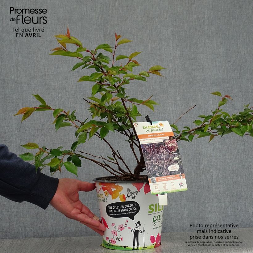 Esimerkki keväällä toimitetusta Riippukirsikka Autumnalis Rosea Pot de 4L/5L-taimesta