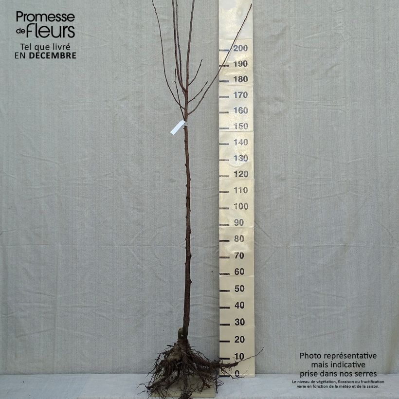 Esimerkki talvella toimitetusta Rusokirsikka - Prunus sargentii Grandes Racines nues, Tige-taimesta