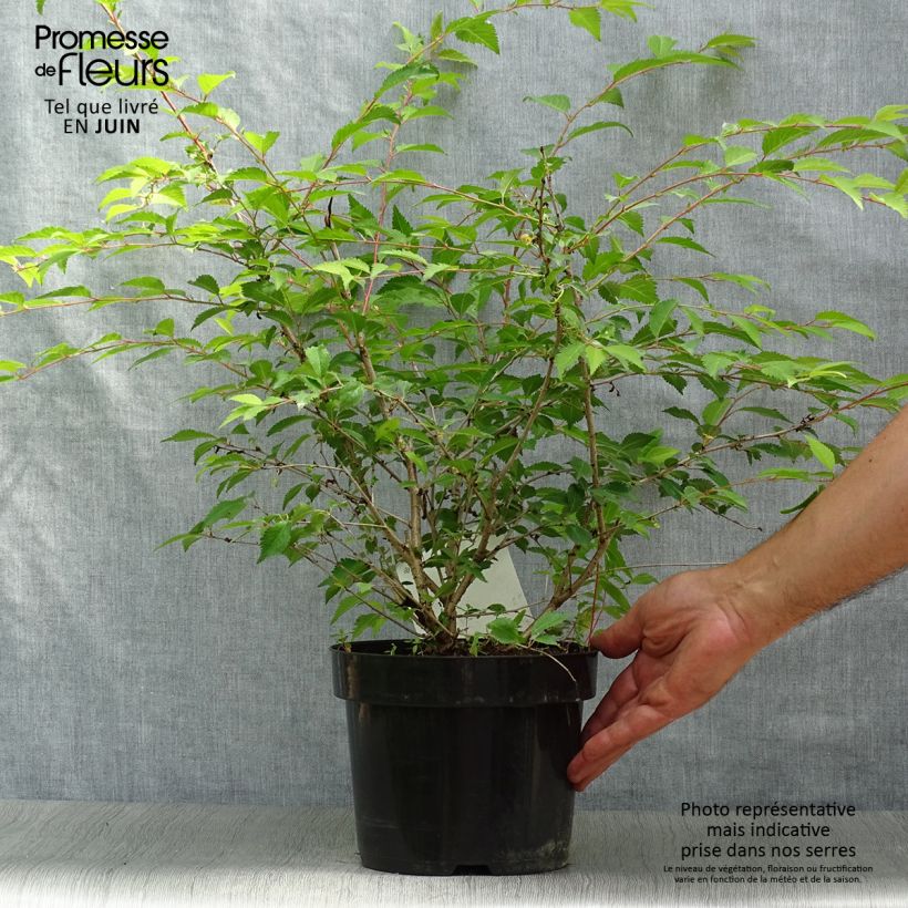 Esimerkki kesällä toimitetusta Japaninkääpiökirsikka Mikinori Pot de 3L/4L-taimesta