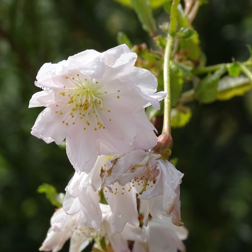 Japaninkääpiökirsikka Oshidori (Kukinta)