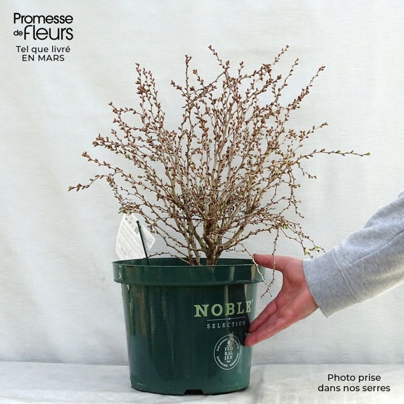 Example of Japaninkääpiökirsikka Kojo no mai Pot de 7,5L/10L as you get in printemps