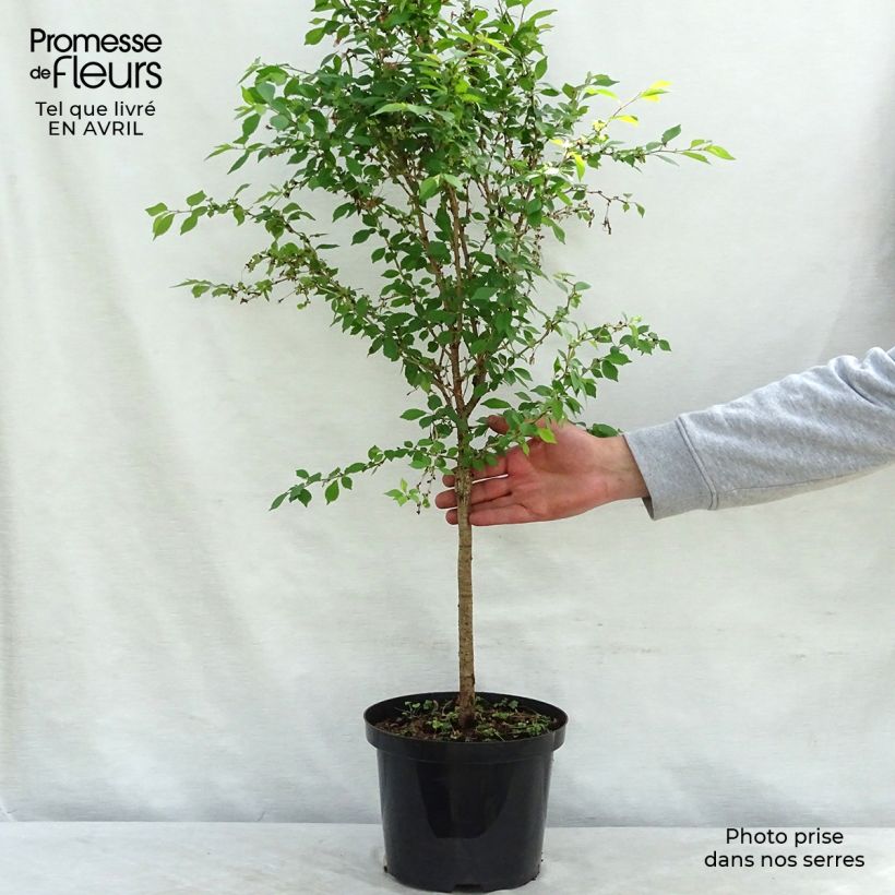 Example of Japaninkääpiökirsikka Kojo no mai Pot de 4L/5L, Tige as you get in printemps