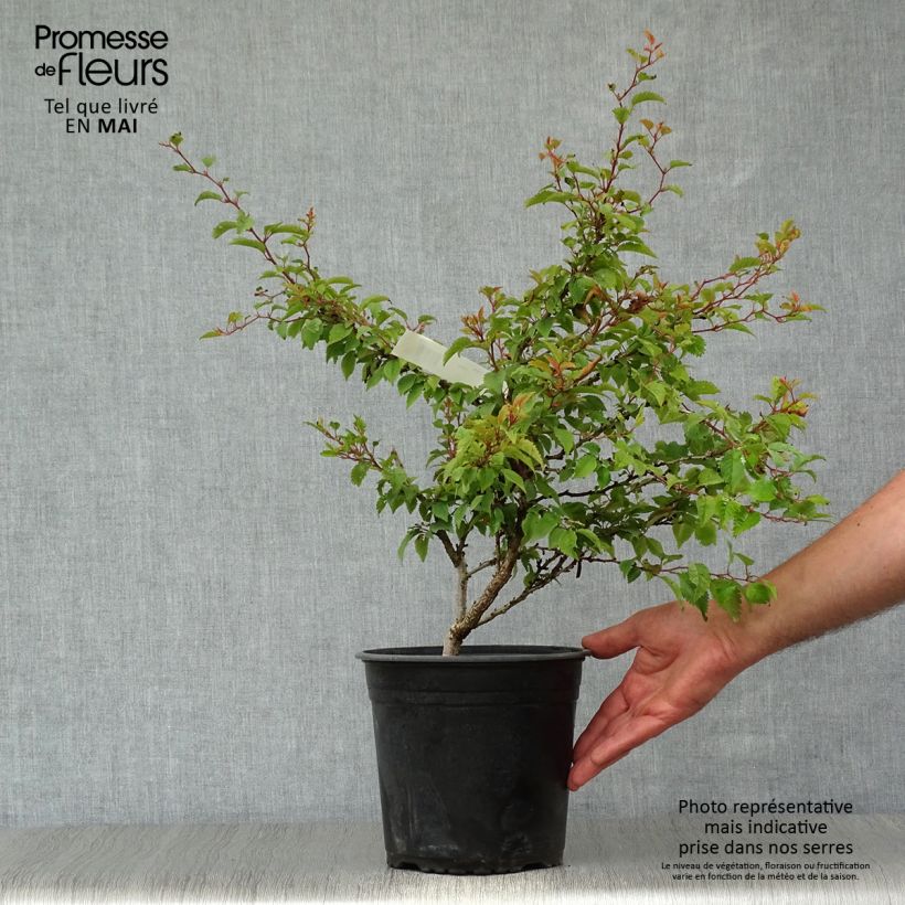 Example of Japaninkääpiökirsikka Kojo no mai Pot de 2L/3L as you get in printemps