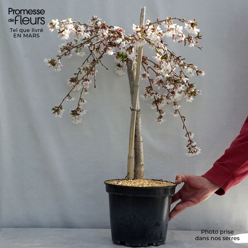 Esimerkki keväällä toimitetusta Laakerikirsikka Snow Fountains Ruukku 7,5L / 10L, Tige-taimesta