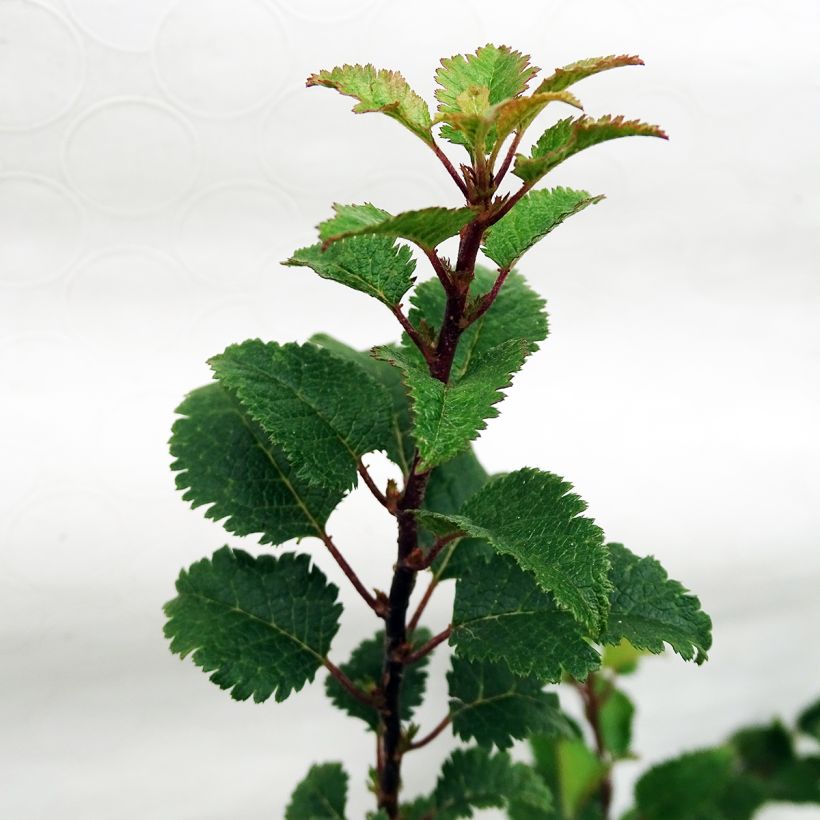 Japaninkääpiökirsikka Kojo no mai (Foliage)