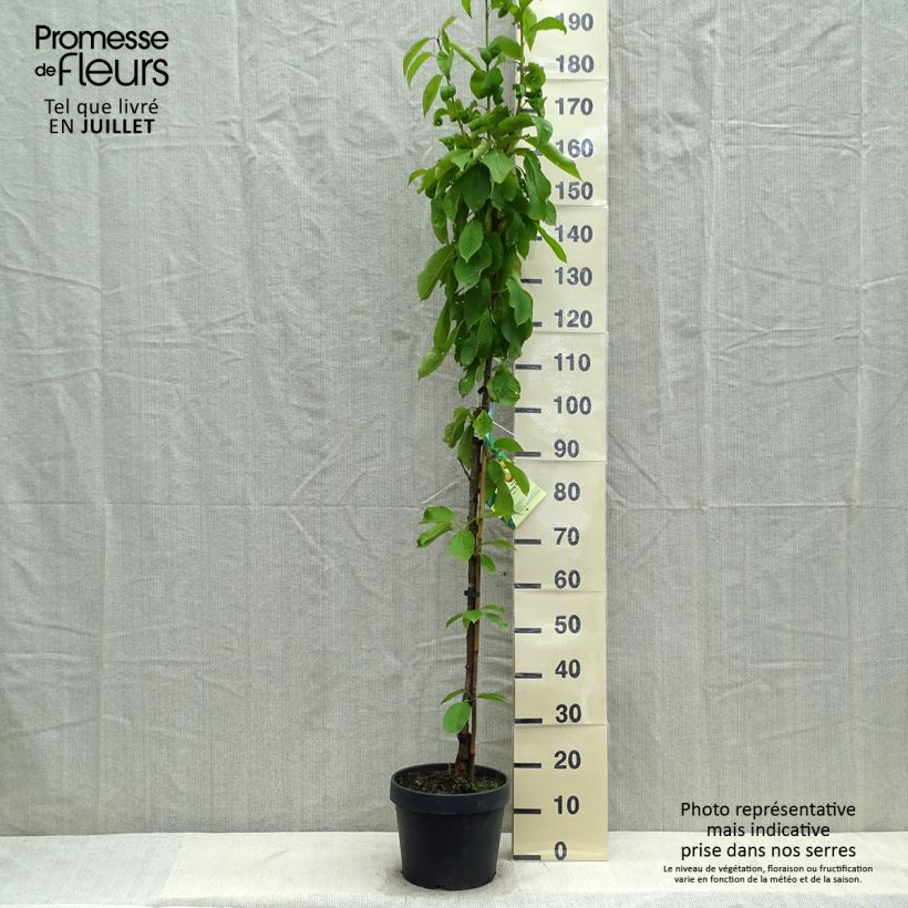Esimerkki kesällä toimitetusta Cerisier colonnaire Hong Kong - Prunus cerasus Pot de 6L/7L, Colonnaire-taimesta