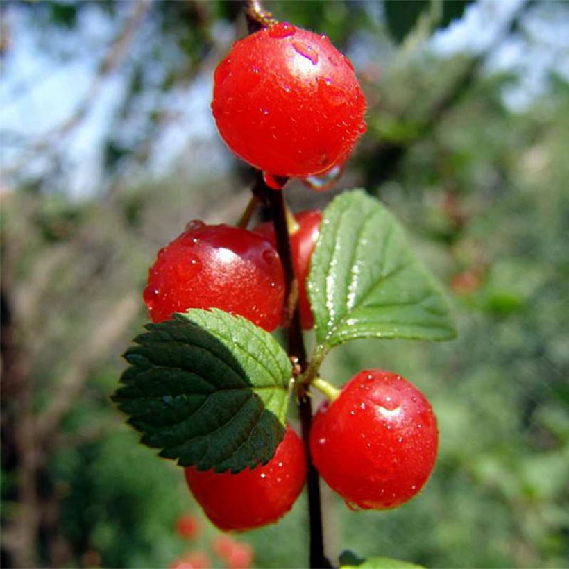 Imeläkirsikka Sylvia (Sadonkorjuu)