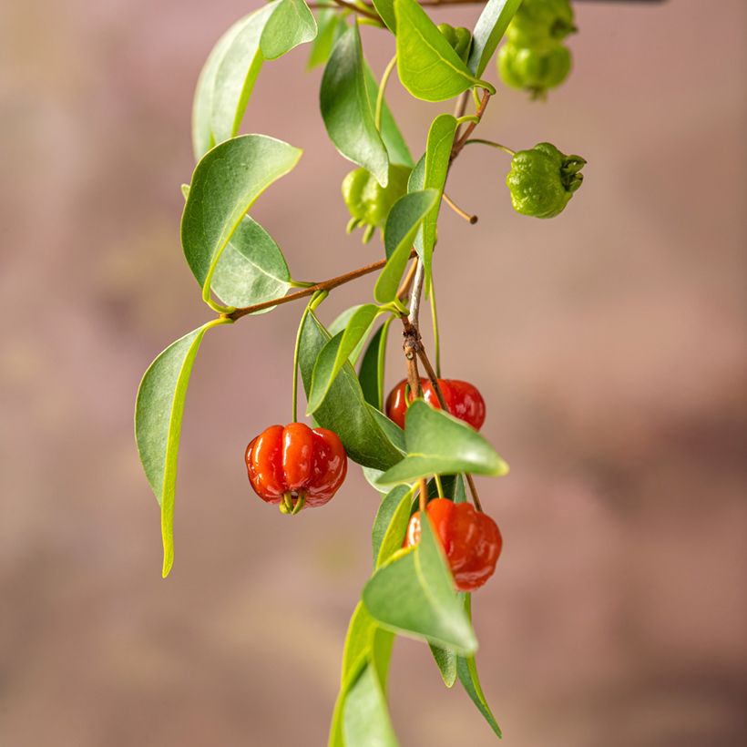 Surinaminkirsikka - Eugenia uniflora (Sadonkorjuu)