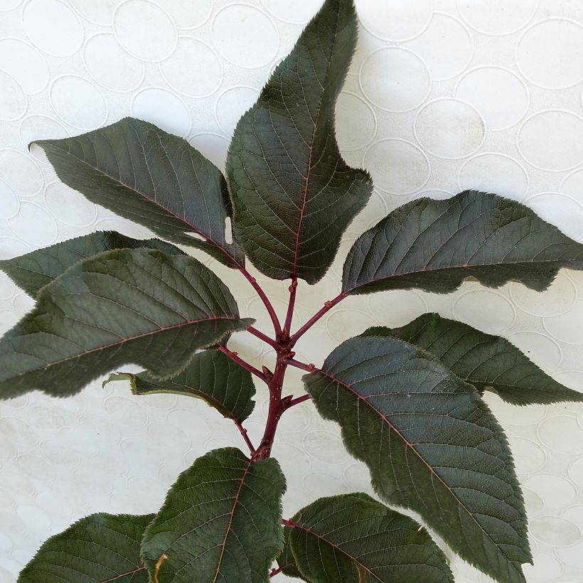 Japaninkirsikka Royal Burgundy (Lehvistö)