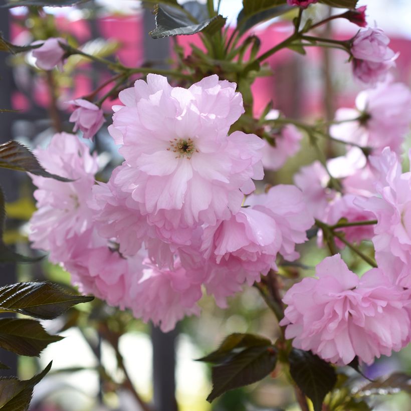 Japaninkirsikka Royal Burgundy (Kukinta)