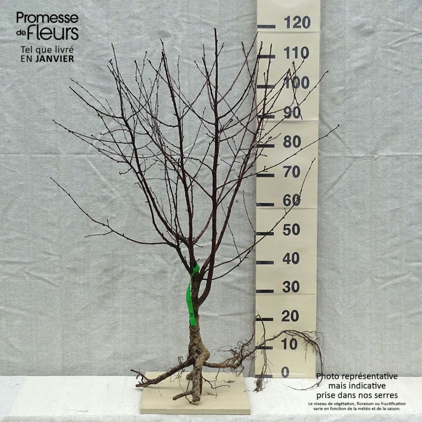 Esimerkki talvella toimitetusta Hapankirsikka Fruitality Cherry Baby (‘Porthos’) Paljaat juuret, Piiskataimi-taimesta