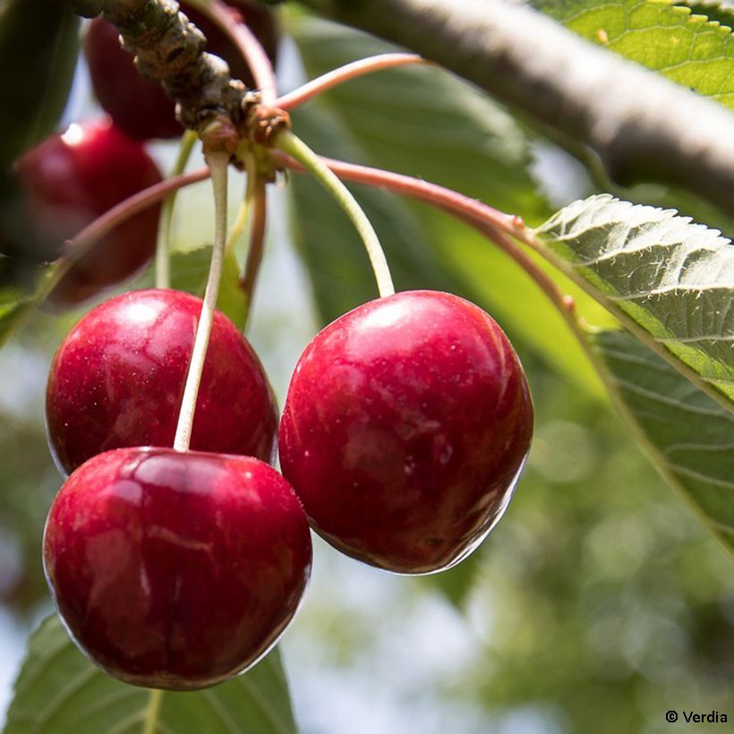 Hapankirsikka Fruitality Cherry Baby (‘Porthos’) (Sadonkorjuu)