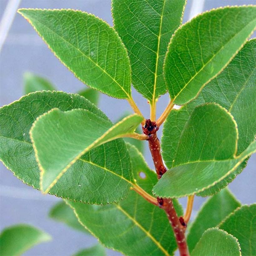 Kääpiökirsikka Cherry Boop (Lehvistö)