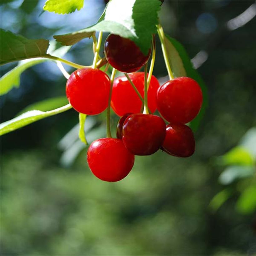 Kääpiökirsikka Cherry Boop (Sadonkorjuu)