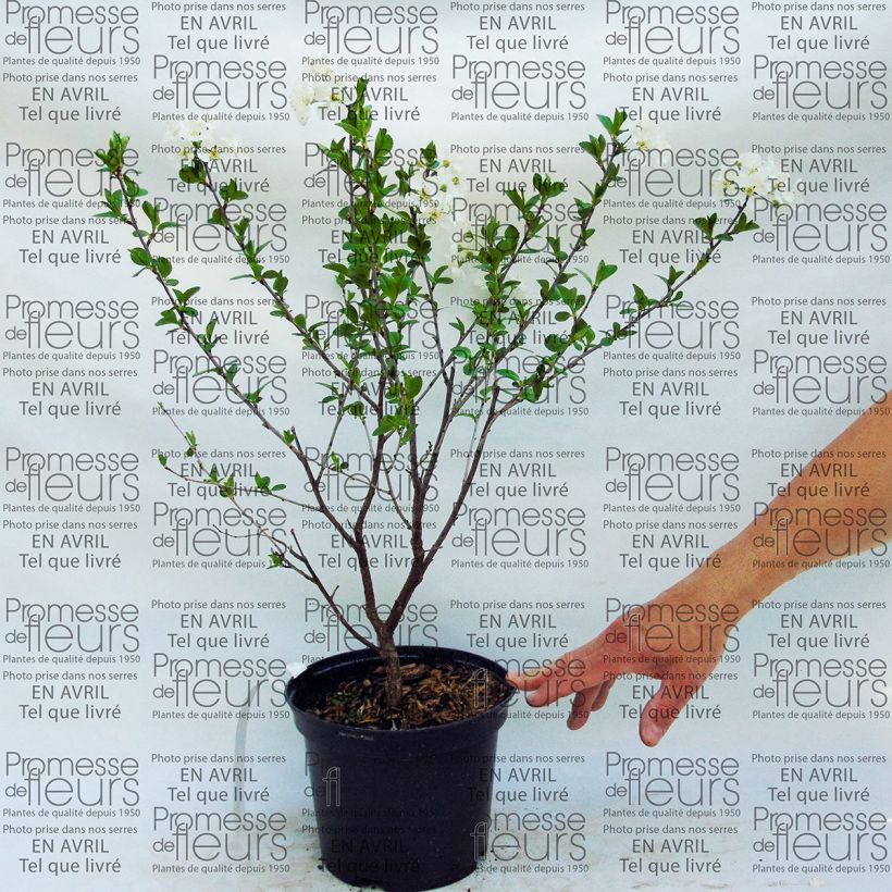 Esimerkki toimitetusta Kääpiökirsikka Cherry Boop 2 litran/3 litran ruukku, Kääpiö-taimesta